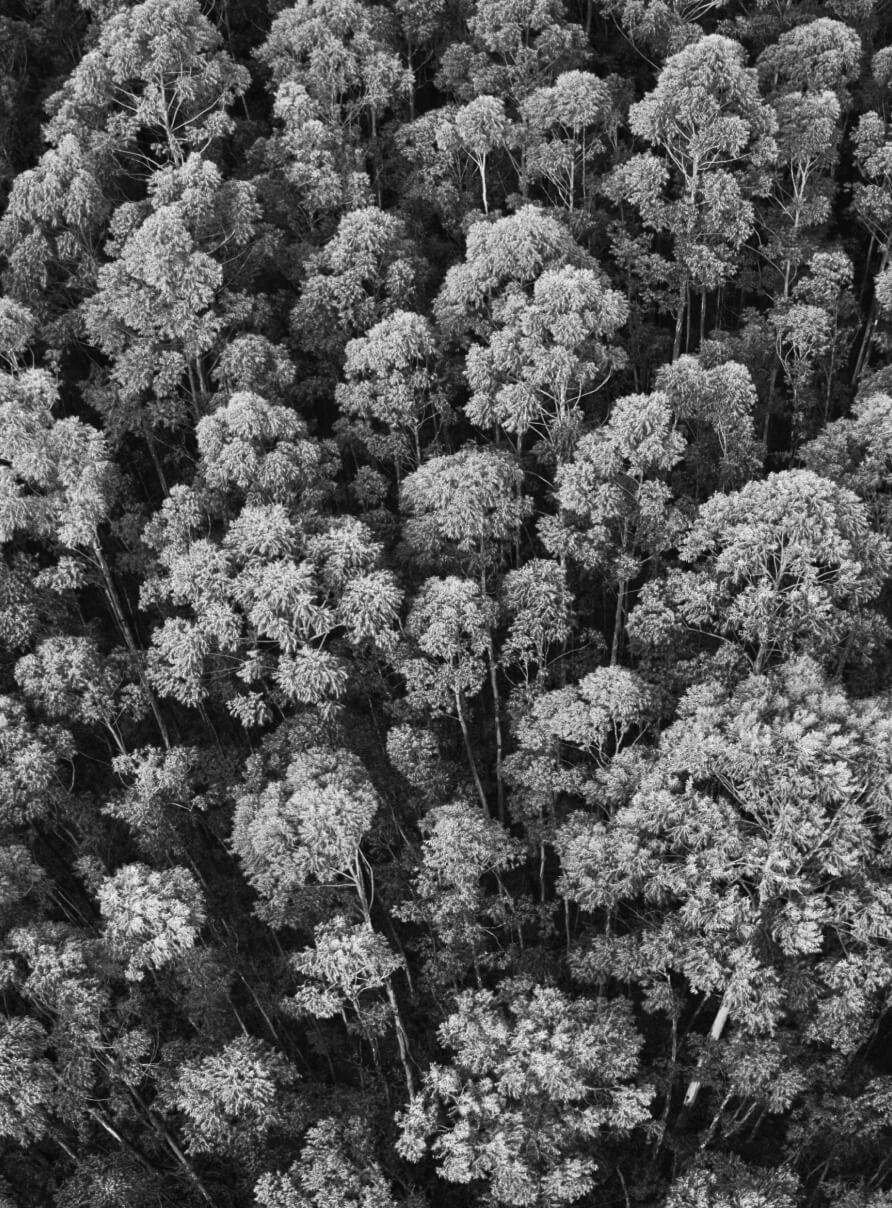 Aerial view of a dense forest with tall trees, captured in black and white. The treetops form a textured, leafy canopy, creating a natural pattern across the image. The scene conveys a sense of depth and natures vastness.