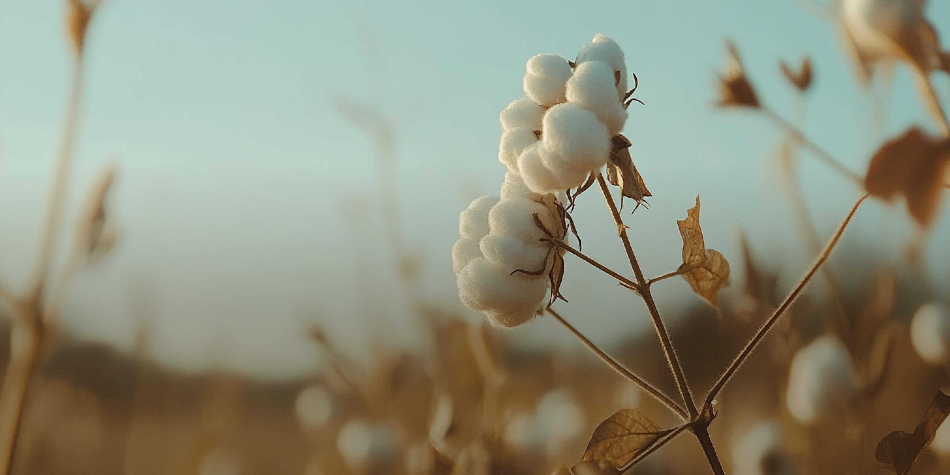 Close-up of cotton bolls on a plant against a blurred, sunlit field background. The white cotton contrasts with the brown stems and leaves, under a clear blue sky.