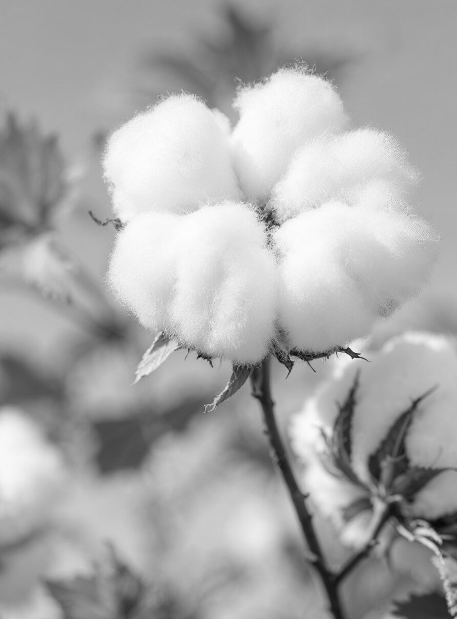 Close-up of a fluffy cotton boll on a plant, captured in black and white. The cotton appears soft and cloud-like, with distinct branches and leaves visible in the background.