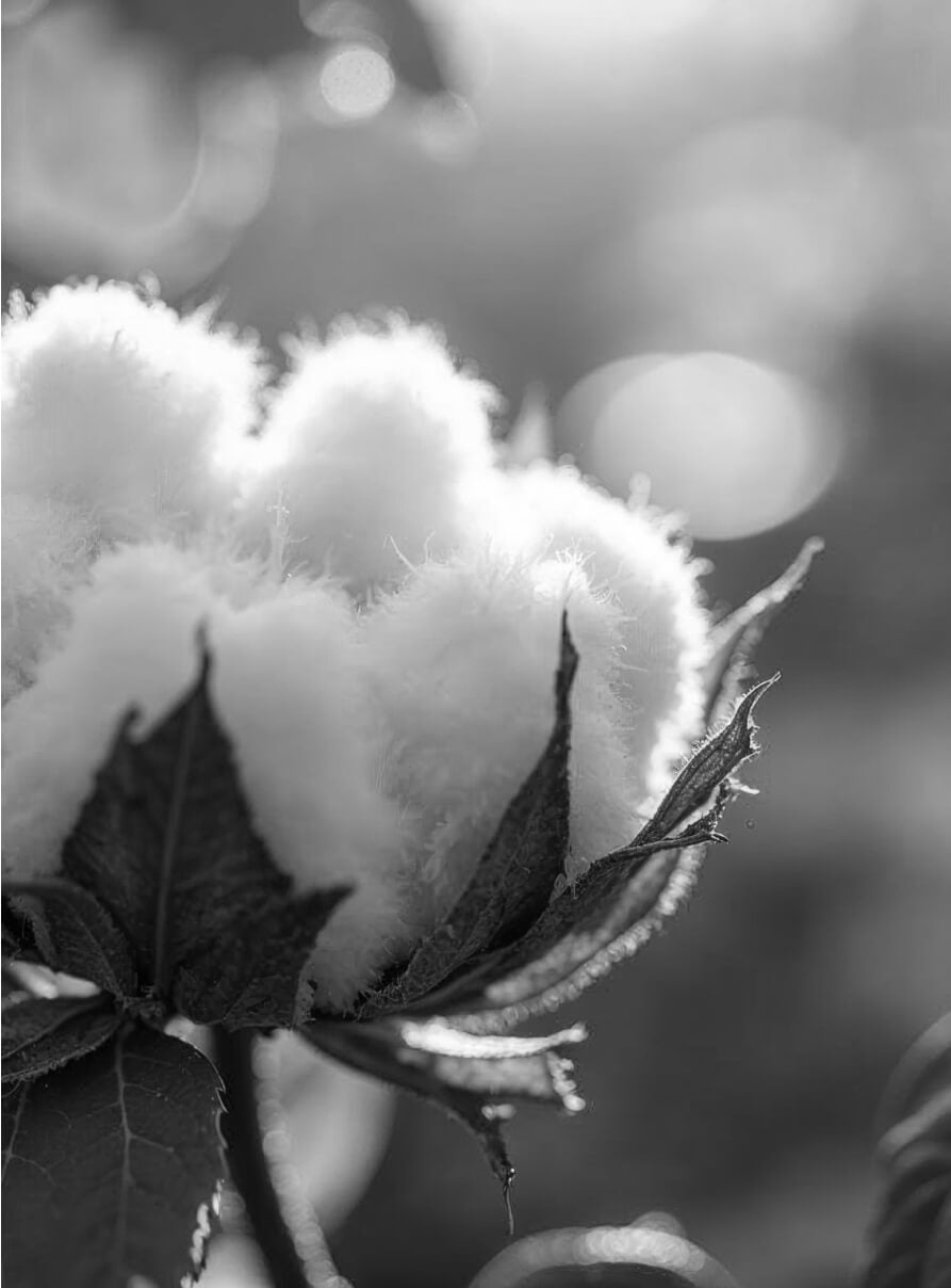 Close-up of a cotton boll in black and white. The soft, fluffy fibers are surrounded by sharp, open husks. Sunlight filters through in the background, creating a soft, glowing effect around the cotton.